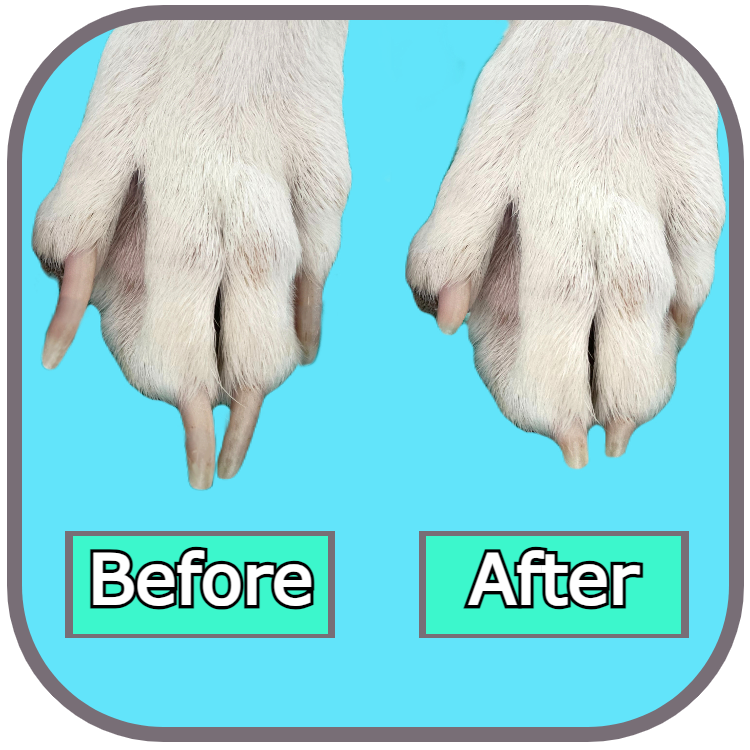 Dog nails before and after regular sessions on a Zenly Paws scratch pad